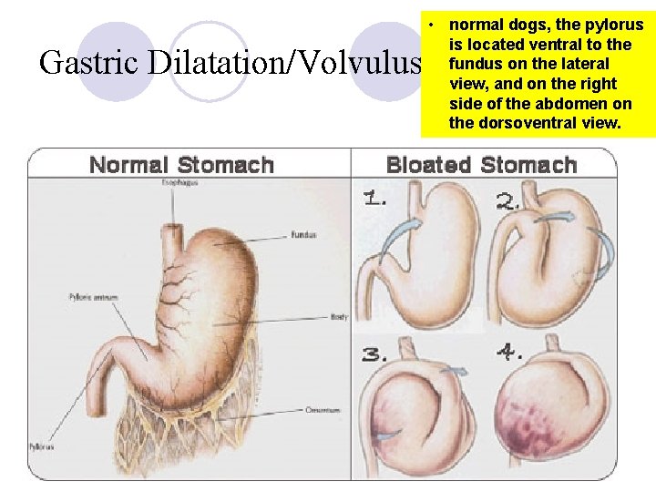 Gastric Dilatation/Volvulus • normal dogs, the pylorus is located ventral to the fundus on