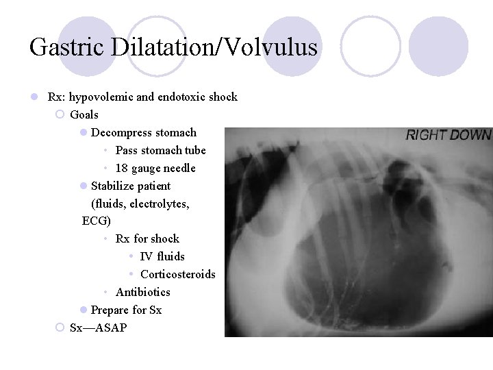 Gastric Dilatation/Volvulus l Rx: hypovolemic and endotoxic shock ¡ Goals l Decompress stomach •