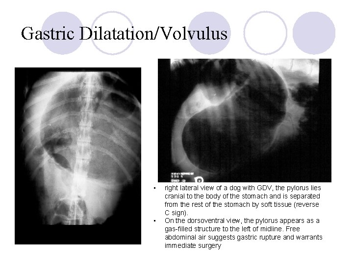 Gastric Dilatation/Volvulus • • right lateral view of a dog with GDV, the pylorus