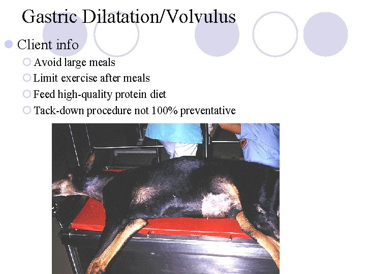 Gastric Dilatation/Volvulus l Client info ¡ Avoid large meals ¡ Limit exercise after meals