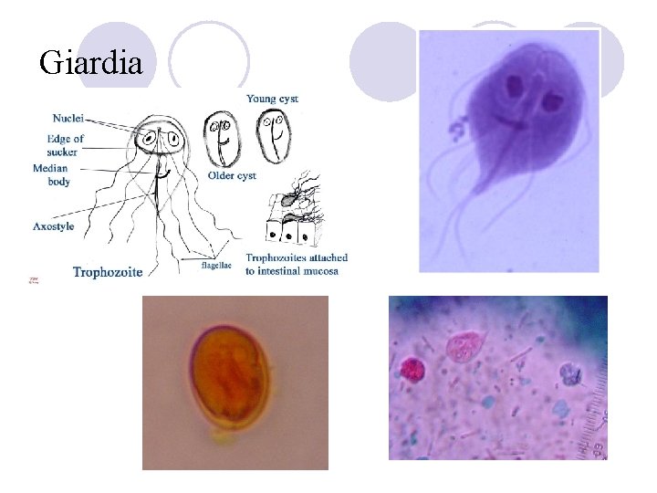 Giardia 