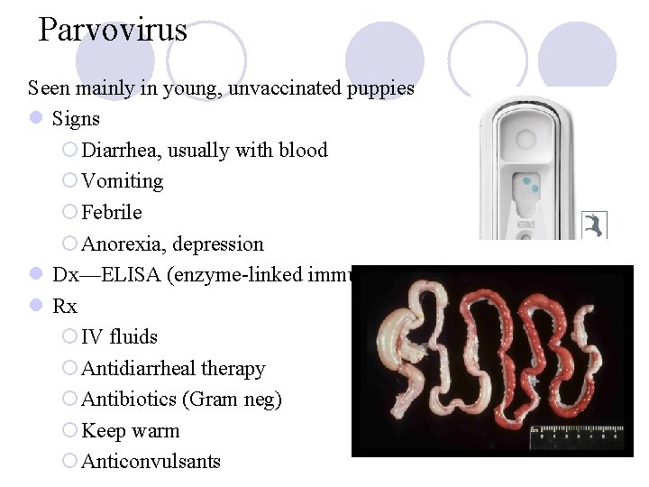 Parvovirus Seen mainly in young, unvaccinated puppies l Signs ¡Diarrhea, usually with blood ¡Vomiting