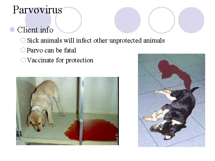 Parvovirus l Client info ¡ Sick animals will infect other unprotected animals ¡ Parvo