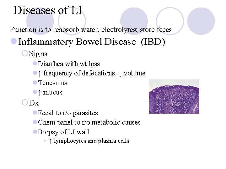 Diseases of LI Function is to reabsorb water, electrolytes; store feces l Inflammatory Bowel