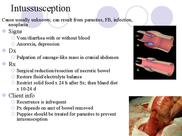 Intussusception Cause usually unknown; can result from parasites, FB, infection, neoplasia l Signs ¡