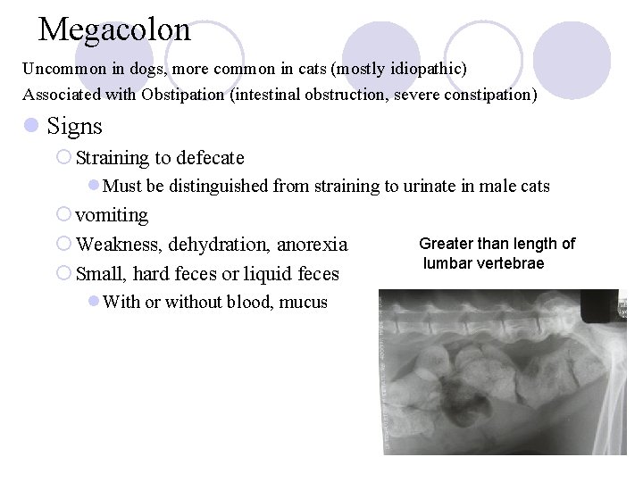 Megacolon Uncommon in dogs, more common in cats (mostly idiopathic) Associated with Obstipation (intestinal