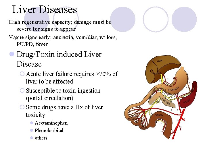 Liver Diseases High regenerative capacity; damage must be severe for signs to appear Vague