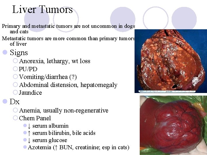 Liver Tumors Primary and metastatic tumors are not uncommon in dogs and cats Metastatic