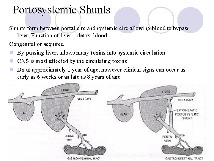 Portosystemic Shunts form between portal circ and systemic circ allowing blood to bypass liver;