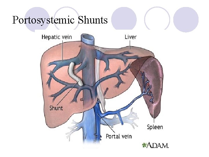 Portosystemic Shunts 