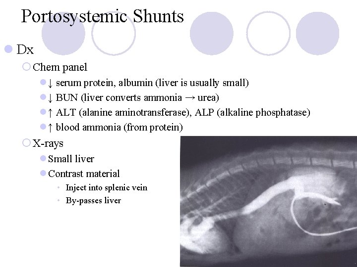 Portosystemic Shunts l Dx ¡ Chem panel l ↓ serum protein, albumin (liver is