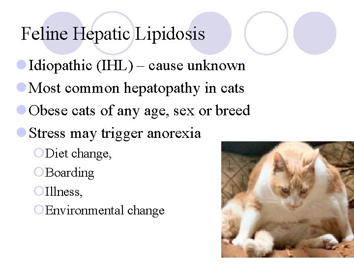 Feline Hepatic Lipidosis l Idiopathic (IHL) – cause unknown l Most common hepatopathy in