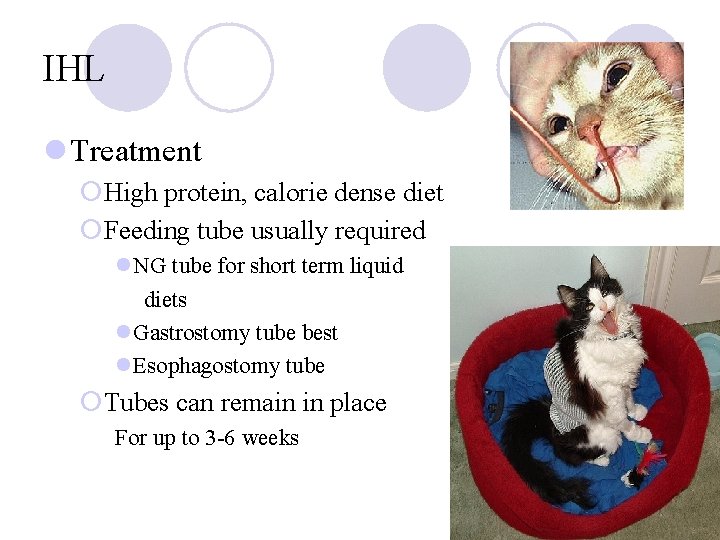 IHL l Treatment ¡High protein, calorie dense diet ¡Feeding tube usually required l. NG