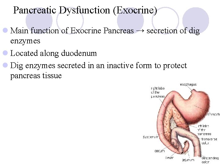 Pancreatic Dysfunction (Exocrine) l Main function of Exocrine Pancreas → secretion of dig enzymes