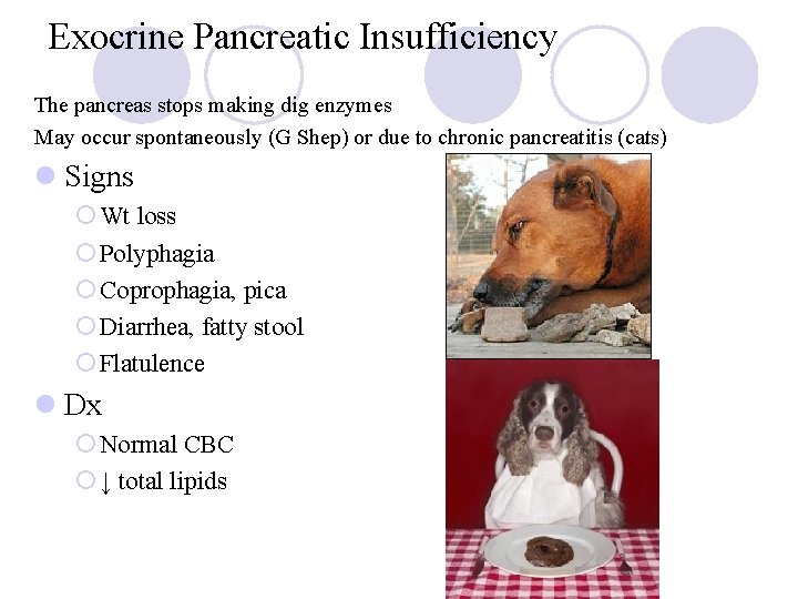 Exocrine Pancreatic Insufficiency The pancreas stops making dig enzymes May occur spontaneously (G Shep)