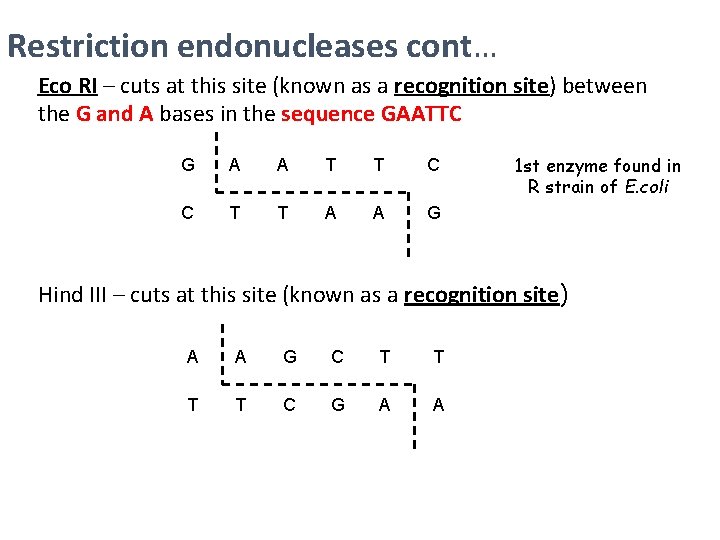 Restriction endonucleases cont… Eco RI – cuts at this site (known as a recognition