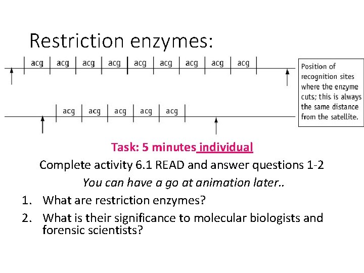Restriction enzymes: Task: 5 minutes individual Complete activity 6. 1 READ and answer questions