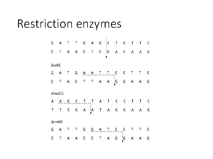 Restriction enzymes 