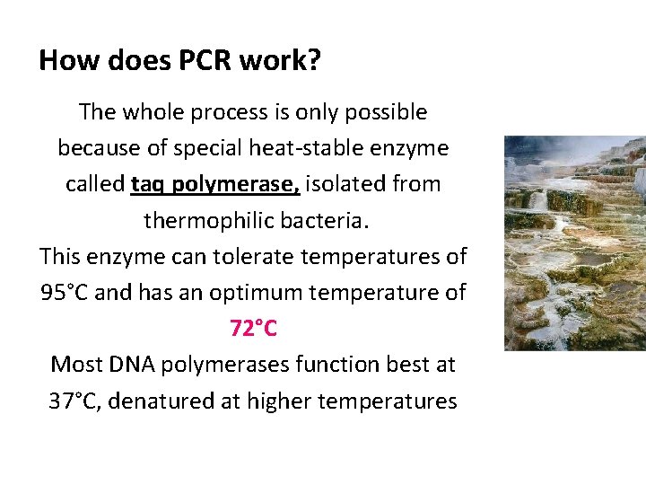 How does PCR work? The whole process is only possible because of special heat-stable