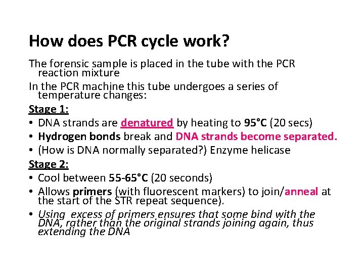 How does PCR cycle work? The forensic sample is placed in the tube with
