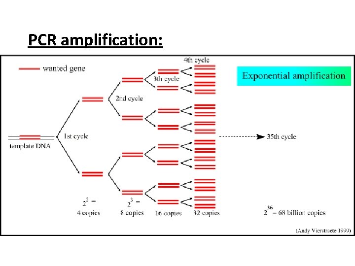 PCR amplification: 
