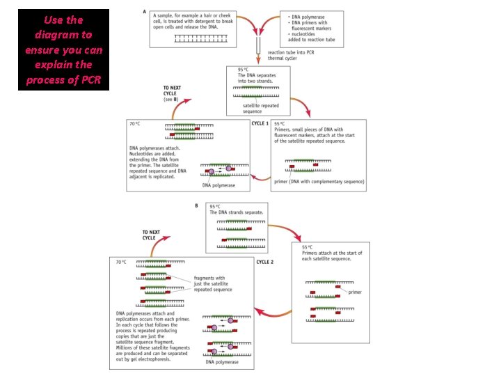 Use the diagram to ensure you can explain the process of PCR 