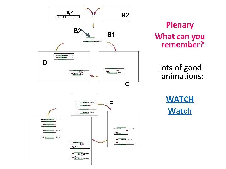 A 1 B 2 A 2 Plenary What can you remember? B 1 D