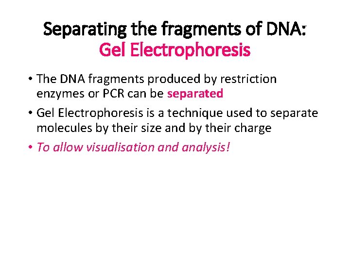 Separating the fragments of DNA: Gel Electrophoresis • The DNA fragments produced by restriction