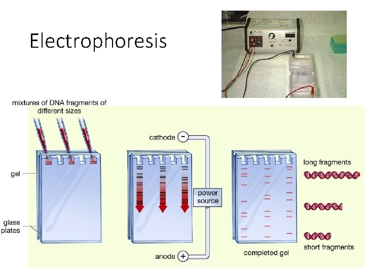 Electrophoresis 