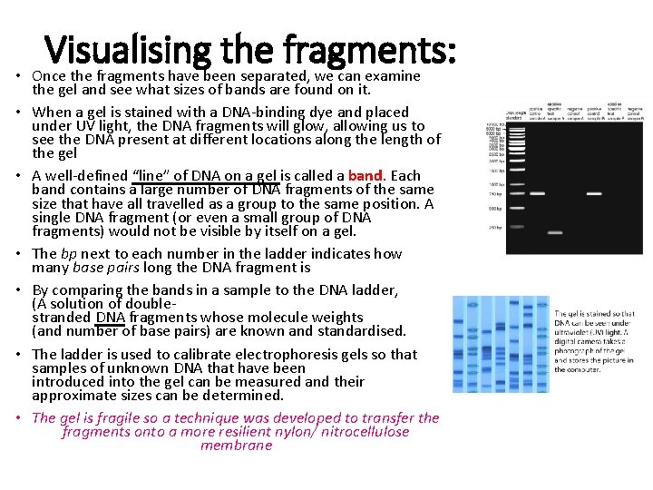 Visualising the fragments: • Once the fragments have been separated, we can examine •