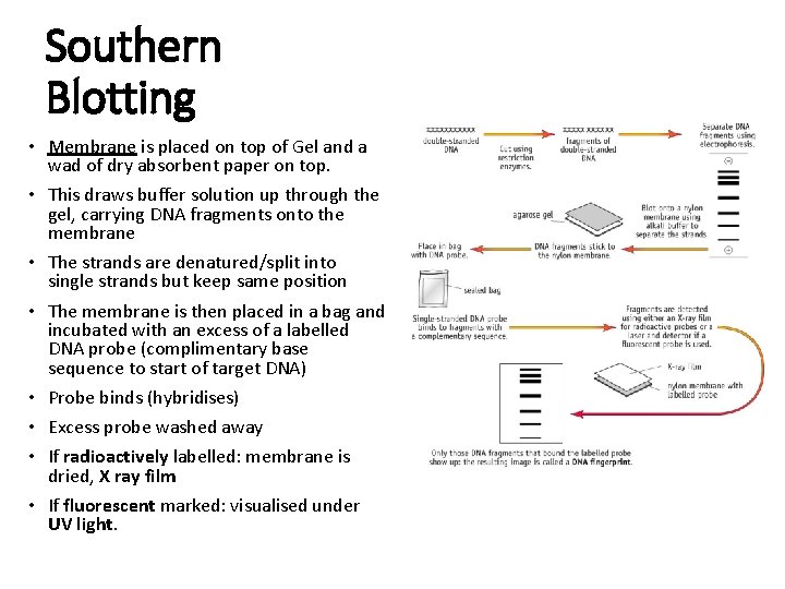 Southern Blotting • Membrane is placed on top of Gel and a wad of