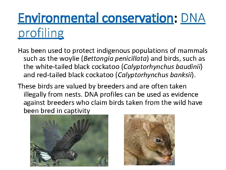 Environmental conservation: DNA profiling Has been used to protect indigenous populations of mammals such