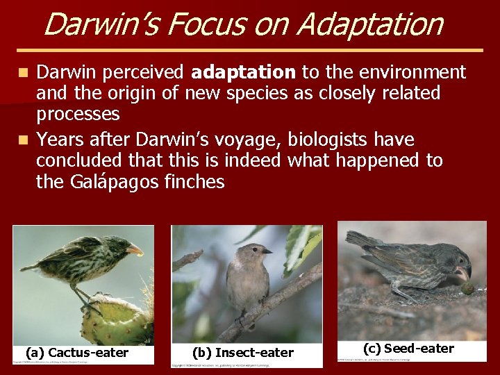 Darwin’s Focus on Adaptation Darwin perceived adaptation to the environment and the origin of