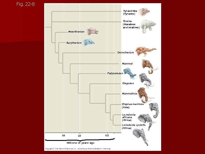 Fig. 22 -8 Hyracoidea (Hyraxes) Sirenia (Manatees and relatives) Moeritherium Barytherium Deinotherium Mammut Platybelodon