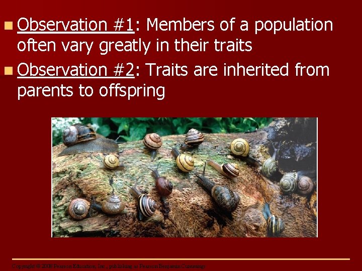 n Observation #1: Members of a population often vary greatly in their traits n