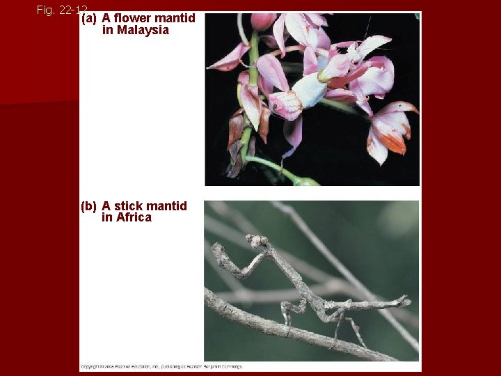 Fig. 22 -12 (a) A flower mantid in Malaysia (b) A stick mantid in