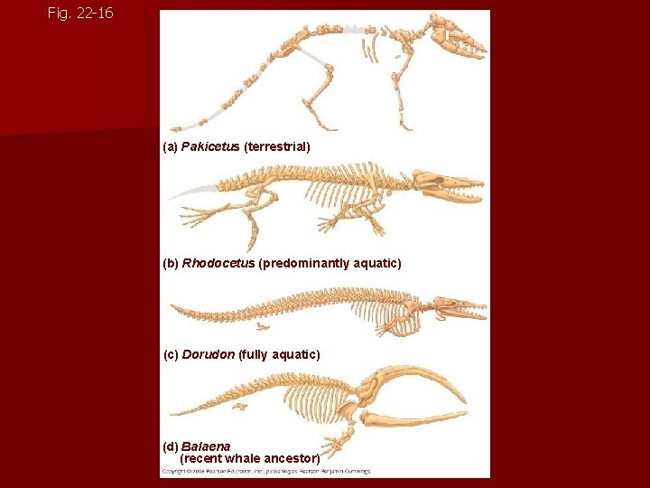 Fig. 22 -16 (a) Pakicetus (terrestrial) (b) Rhodocetus (predominantly aquatic) Pelvis and hind limb