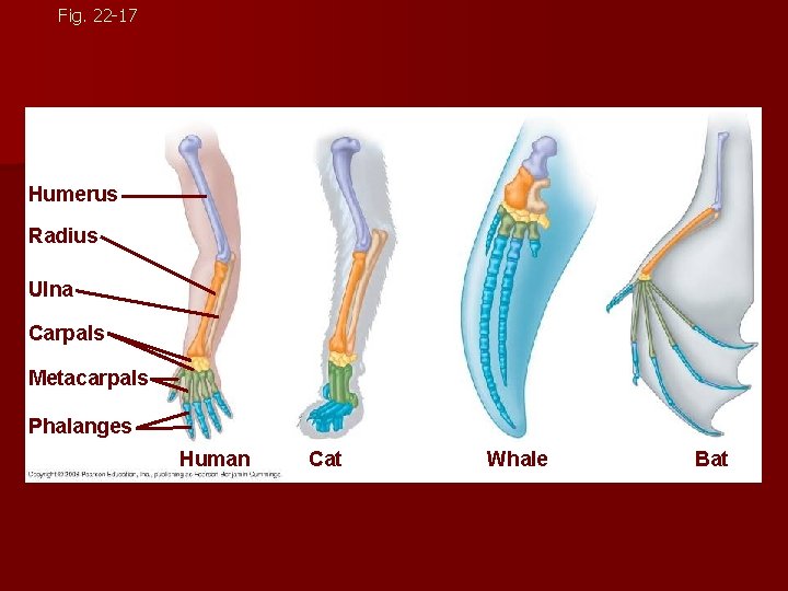 Fig. 22 -17 Humerus Radius Ulna Carpals Metacarpals Phalanges Human Cat Whale Bat 