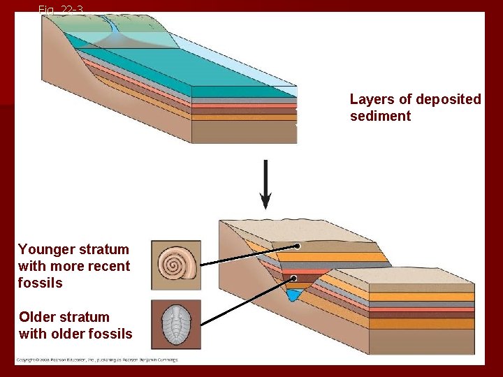 Fig. 22 -3 Layers of deposited sediment Younger stratum with more recent fossils Older