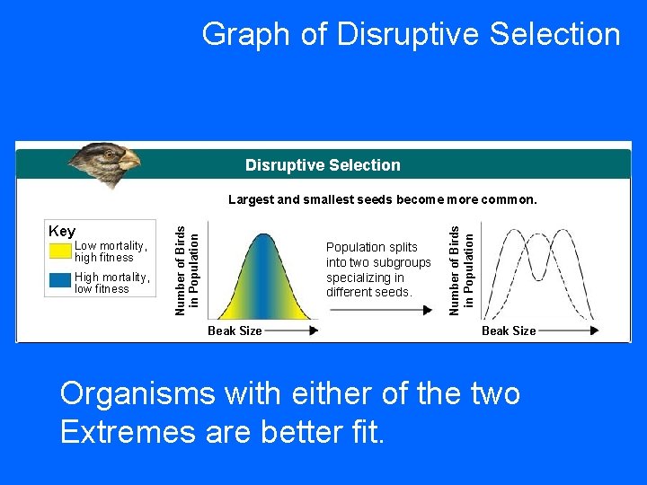 Graph of Disruptive Selection Low mortality, high fitness High mortality, low fitness Population splits Graph of Disruptive Selection Low mortality, high fitness High mortality, low fitness Population splits