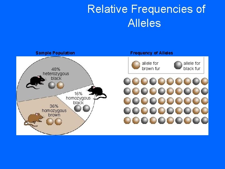 Relative Frequencies of Alleles Sample Population 48% heterozygous black 16% homozygous black 36% homozygous Relative Frequencies of Alleles Sample Population 48% heterozygous black 16% homozygous black 36% homozygous