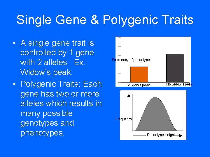 Single Gene & Polygenic Traits • A single gene trait is controlled by 1 Single Gene & Polygenic Traits • A single gene trait is controlled by 1
