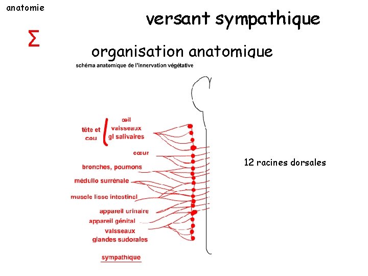 anatomie Σ versant sympathique organisation anatomique 12 racines dorsales 