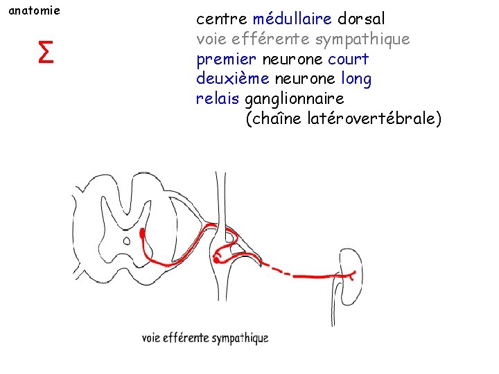 anatomie Σ centre médullaire dorsal voie efférente sympathique premier neurone court deuxième neurone long