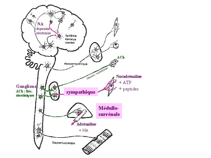 NA dopamine sérotonine ACh Noradrénaline Ganglions ACh : Réc. nicotiniques sympathique + ATP +