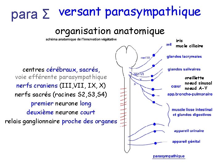 para Σ versant parasympathique organisation anatomique iris mucle ciliaire centres cérébraux, sacrés, voie efférente