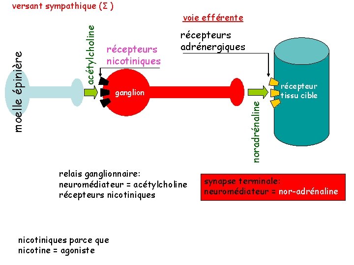 acétylcholine voie efférente récepteurs nicotiniques récepteurs adrénergiques récepteur tissu cible ganglion noradrénaline moelle épinière