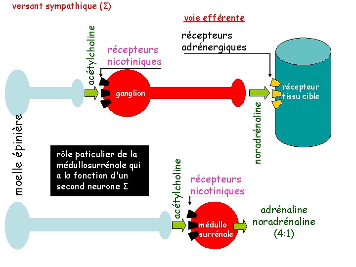 acétylcholine versant sympathique (Σ) voie efférente récepteurs nicotiniques récepteurs adrénergiques récepteur tissu cible noradrénaline