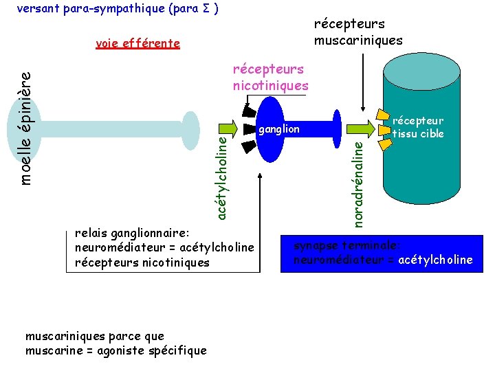 versant para-sympathique (para Σ ) récepteurs muscariniques voie efférente moelle épinière récepteurs nicotiniques récepteur