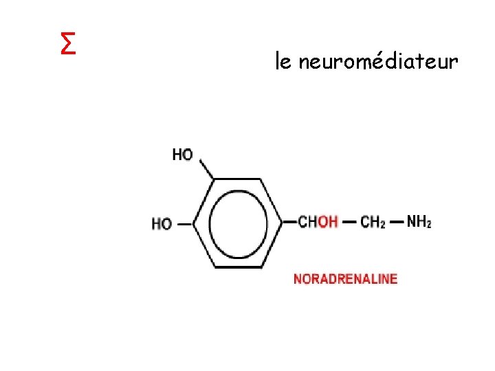 Σ le neuromédiateur 